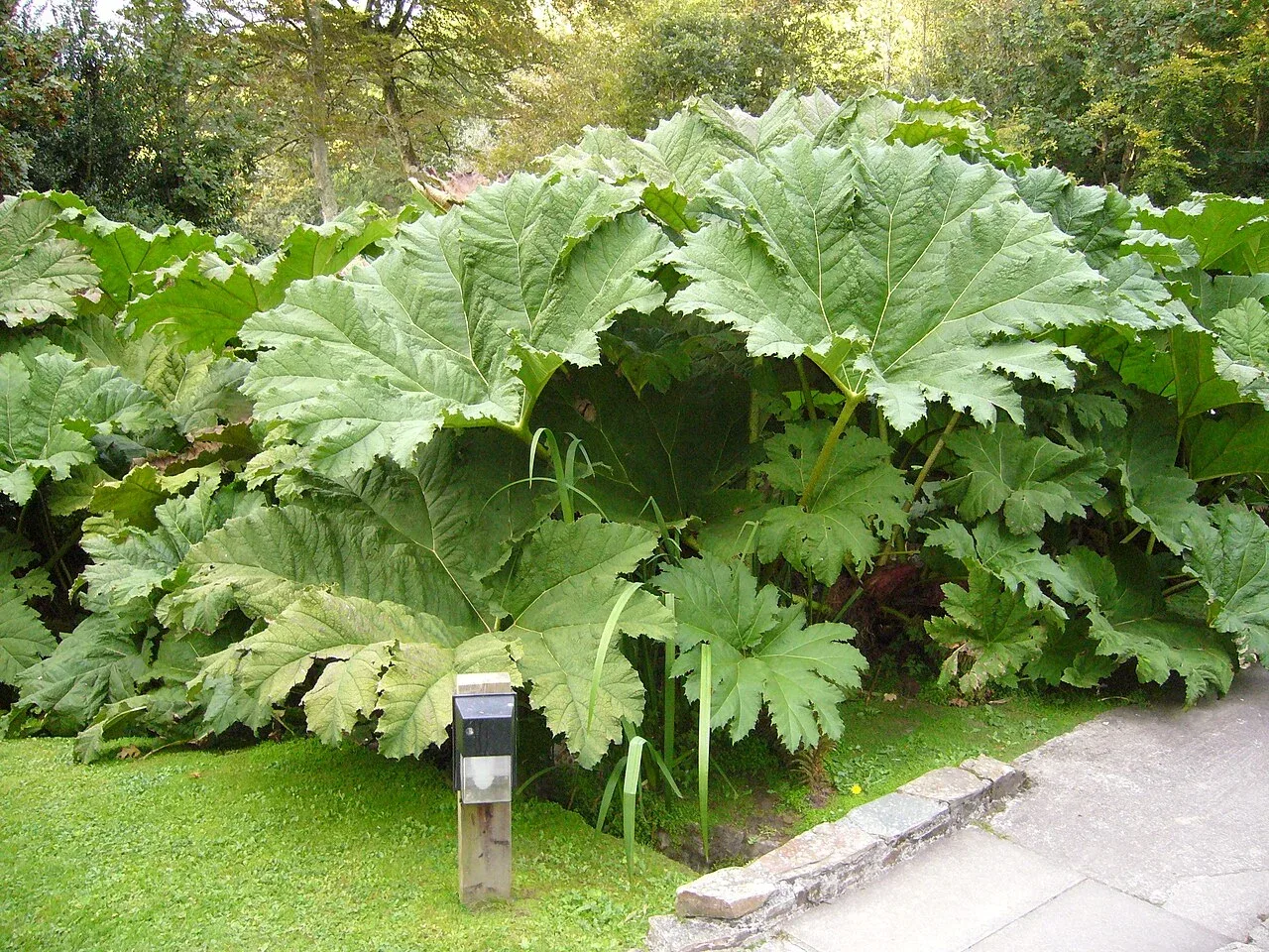 Gunnera : illustration botanique photographiée ailleurs. Le jardin de Saint-Renan possède un passage consacré aux gunneras.